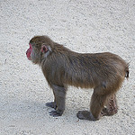 fakeyakuza's profile picture. perl/js/ruby/写真/ヒコーキ/鉄道/サッカー/料理/蕎麦