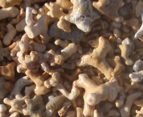 Marine Biogeoscientist and Human Rights Researcher #SeabedHabitats A blog by a creative British-Indian marine scientist @SiddhiInGalway #maerl Born 346 ppm CO2