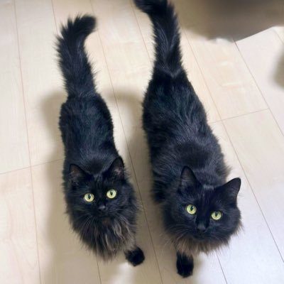 🐈‍⬛TEO☀️🧡💙🌙NANA🐈‍⬛ タイムラインはいきもので埋めつくされたい https://t.co/56WE27K1HW