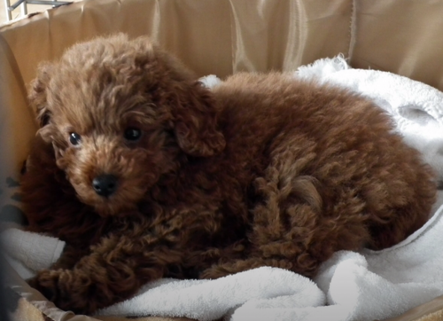 mimamaponpon's profile picture. 宇宙船の製造者やピザ職人もジャイアンツと両親を愛しています。