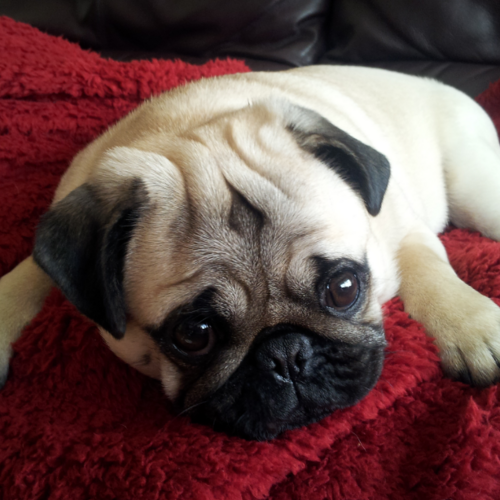 Bruce y Duna! mis carlinos - my pugs. Comemos, jugamos y dormimos ;)