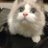 roro_ragdoll's profile image