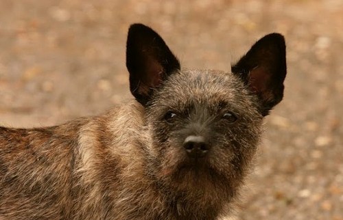 muizepluis1960's profile picture. 