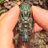 Ibuki_insect's profile image