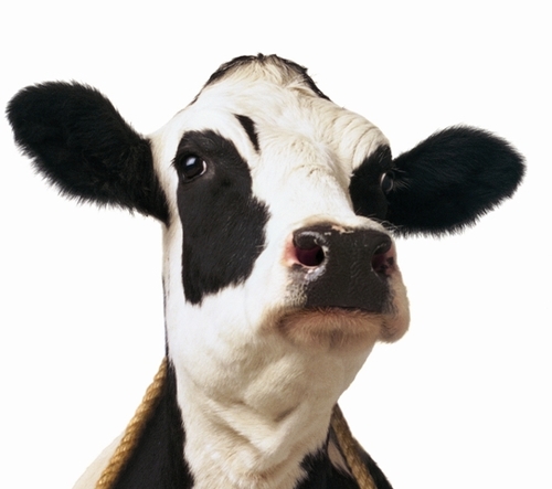 The first free standing Chick-fil-A in Springfield, MO