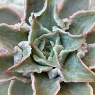 suki75todake's profile image