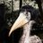 iaor_'s profile image