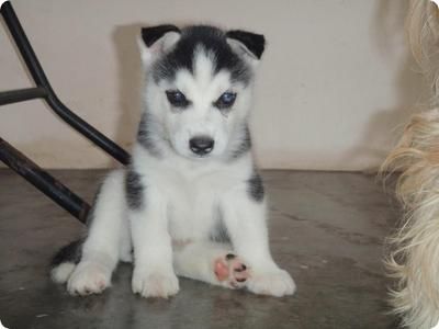 My names charlie my mami is Char and my dadd is Jay 3 i like biscuits ^_^ rub my tummy 3