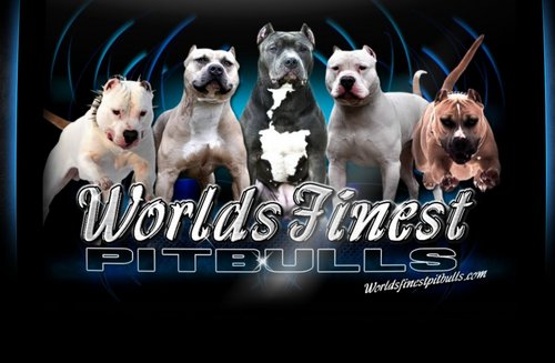 We produce champion XXL, XL Bully Pitbulls here @WFP with the full package..confirmation, temperament, size and looks. Check us out @ https://t.co/5Q6NA4kTKA
