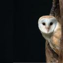 Jason Frederickson - @Ikayakido - Twitter