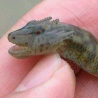 n_aviev's profile picture. 