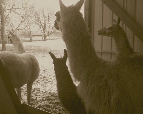 Arson_BH's profile picture. 