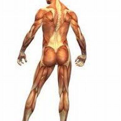 Posterior Chain Posteriorchain Twitter