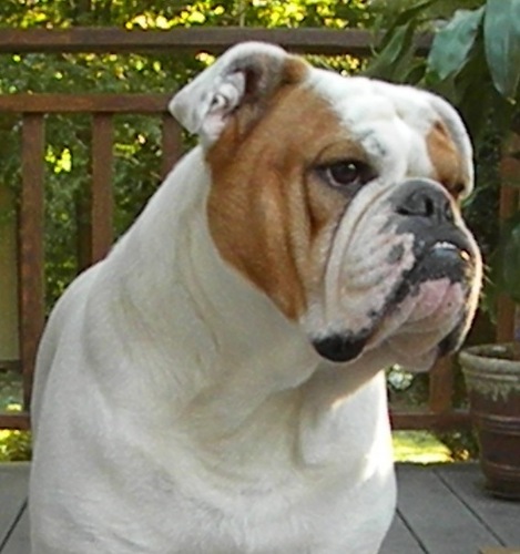 cuttysark1's profile picture. I'm a big fan of do what you want.

IG @bearabroad