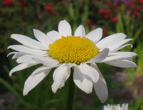 SAVidotto's profile picture. Native Texan, Army wife, shoe obsessed, crossfitter living the Army life, expecting our first baby.