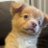 Saphanmai_tt's profile image