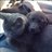 CitywidePets's profile image