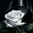 MiCarratu's profile image