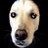 asplencmnt's profile image