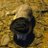 NaelSilvestry's profile image