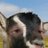 999Lifted's profile image