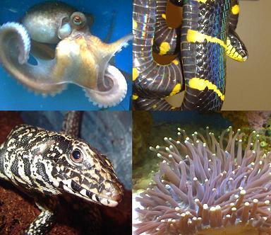 Conservation through captive breeding and education. We are dedicated to bringing you the best C.B and propagated livestock, merchandise, news and info.
