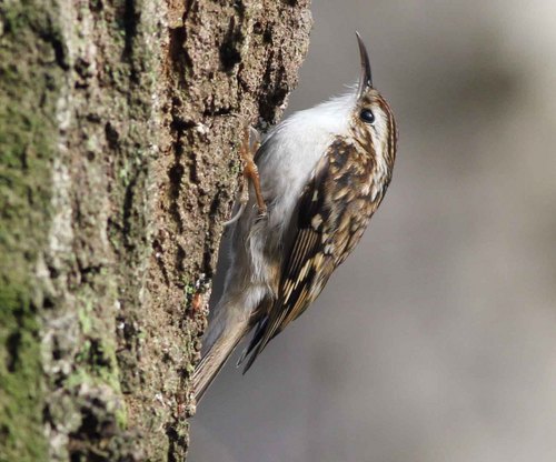 Mostly posting sightings around Berwick and Arlington, Sussex. Occasional wildlife news from further afield - especially Northumberland and Derbyshire.