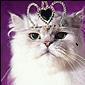 MMAMama! Loud blonde Southern Tennessee gal, Army Wife; TaekwonDo RED belt, Escrima student, Cage Fitness addict, love cats, horses, books, family, world travl