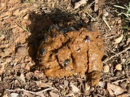 Mierda_Podrida's profile picture. cuenta creada como homenaje a esas grandes plastas de mierdas que con sus acciones la cagan todo el tiempo.