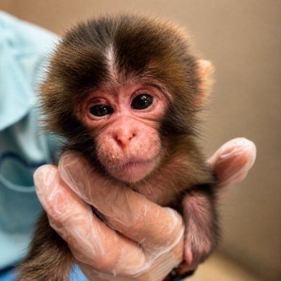 Little Monkey Punch