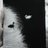 ciphar_blue's profile image