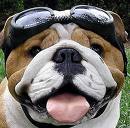 age23 like sports. And dogs, looking for cool people on twitter and funny people. Will follow cool people. Will not follow spam. Like to chat but keep it clean