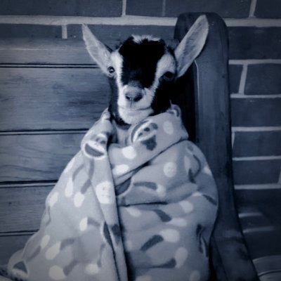 officiialex Profile Picture