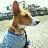 愛犬バセンジー、ガブリエル＝ゴンとの生活を今生では卒業しました。でもバセンジーという素晴らしいワンコに出会えて幸せを実感しています。ガブリエル＝ゴンをいつも心の中に留めて一緒にサラッとつぶやきます。どうぞヨロシクお願いします。料理研究家です。専門は、イタリア家庭料理。食いしん坊将軍です。