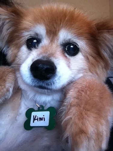 I was rescued by @MuttVille. I dig beds everywhere and I don't like birds. But I'm nice. @DogKiwi on @Instagram too.