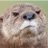 tyrolgn's profile image
