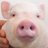 Miss_Piggsy's profile image