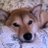 Acoustic_Shiba's profile image