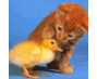 cat pet duck (@catpetduck) Twitter profile photo cat pet duck (@catpetduck) Twitter profile photo