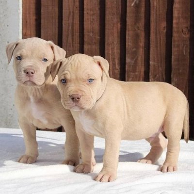 Dog breeder specialise in all kinds of dogs 🐕
Leave us a message and get yourself and a loyal companion 🐶🐕
📩 DM us today and bring home happiness.