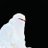 saadiyya_'s profile image