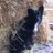 f_pancani's profile image