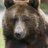 OSTERLANDER's profile image