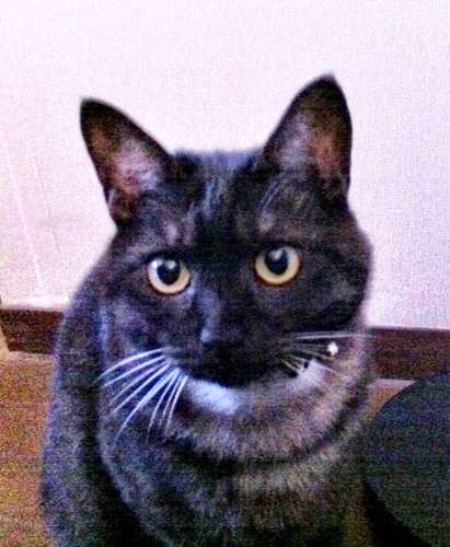 otaedos's profile picture. 料理、酒、音楽、映画、芝居、旅、海、馬。 駄猫1匹。あまのじゃく。のんびり行くわ、お先にどうぞ。