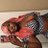CallMeFoxxyB's profile image
