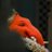 Rudraichuwon's profile image
