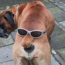 Tom Botts - @dogcoach1 - Twitter