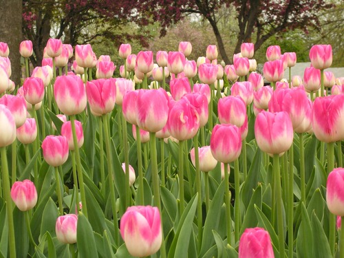 PellaCVB's profile picture. Pella Convention and Visitor Bureau