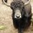 mcneese2's profile image