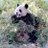 live2cheer3195's profile image